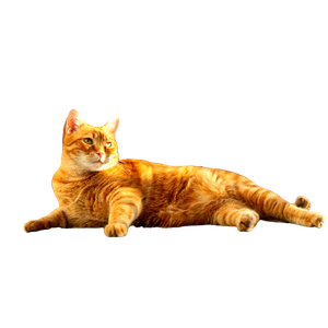A Ginger Tabby Cat Relaxes On An Outdoor Balcony, Basking In The Sunlight. 17616 - Cat PNG image with transparent background